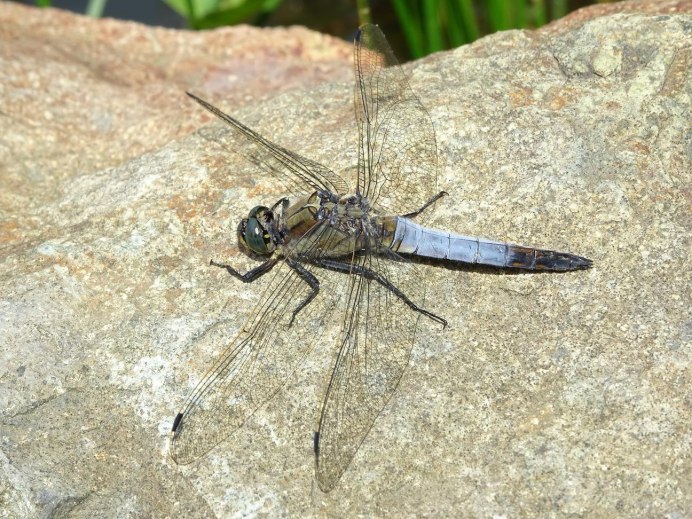 Стрекоза решётчатая Orthetrum cancellatum