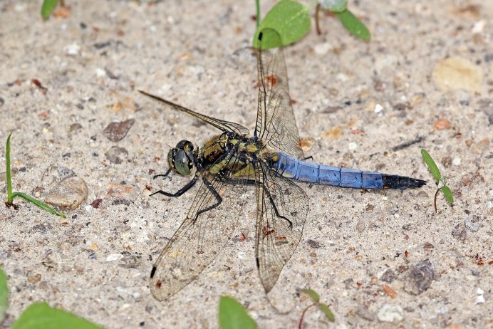 Libellulidae Сибирь
