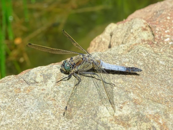 Стрекоза голубая (Orthetrum cancellatum