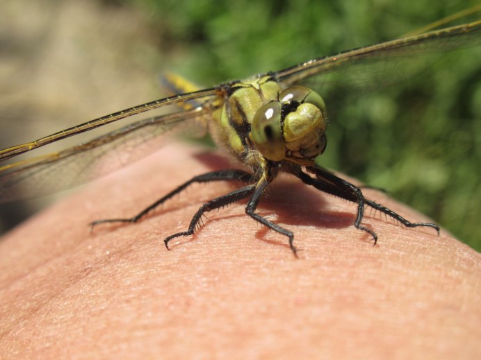 Orthetrum cancellatum личинка