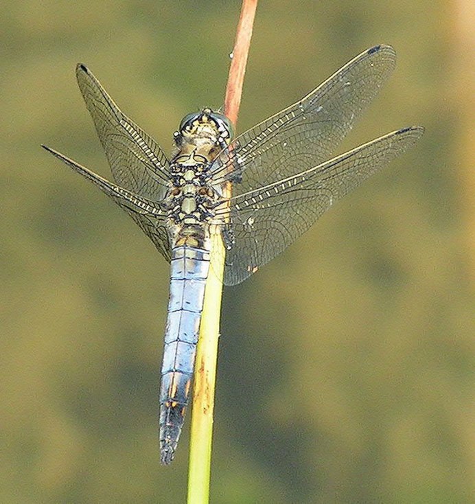 Стрекоза решётчатая Orthetrum cancellatum