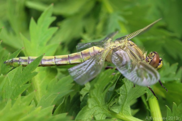 Orthetrum cancellatum