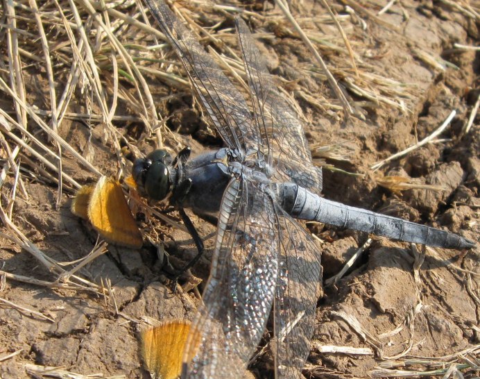 Orthetrum cancellatum