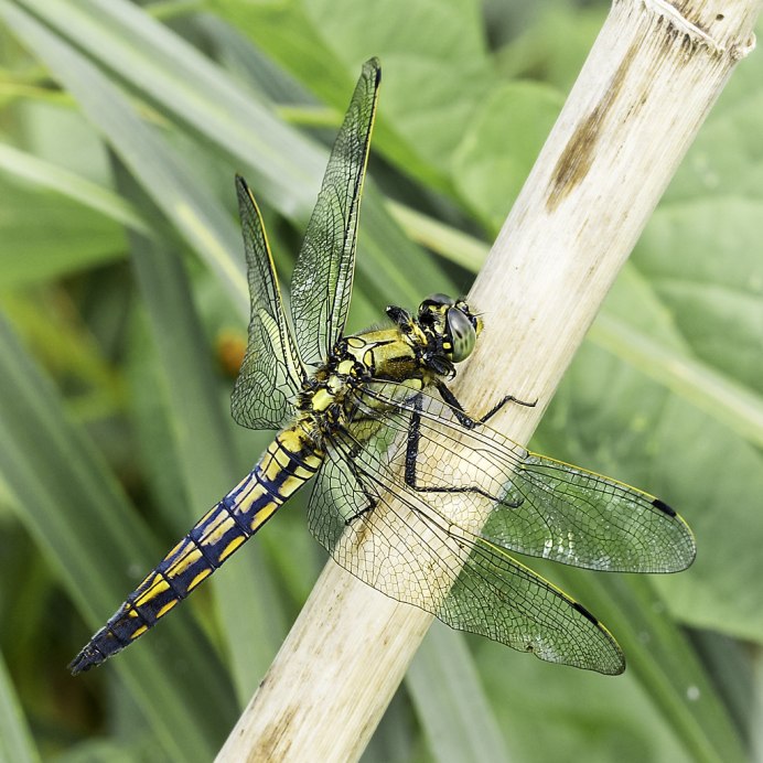 Стрекоза голубая (Orthetrum cancellatum