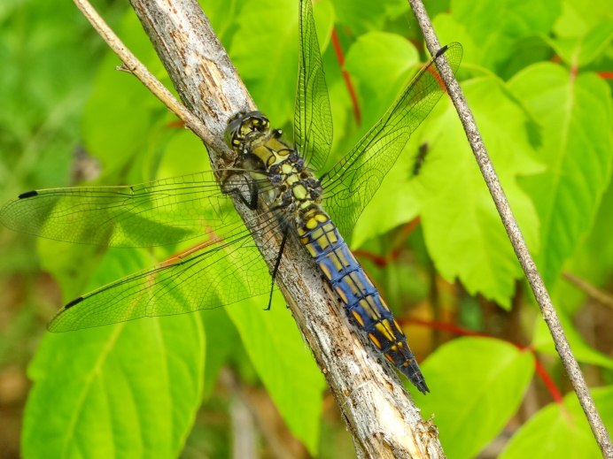 Стрекоза решётчатая Orthetrum cancellatum