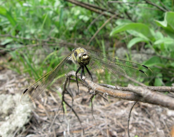 Orthetrum cancellatum