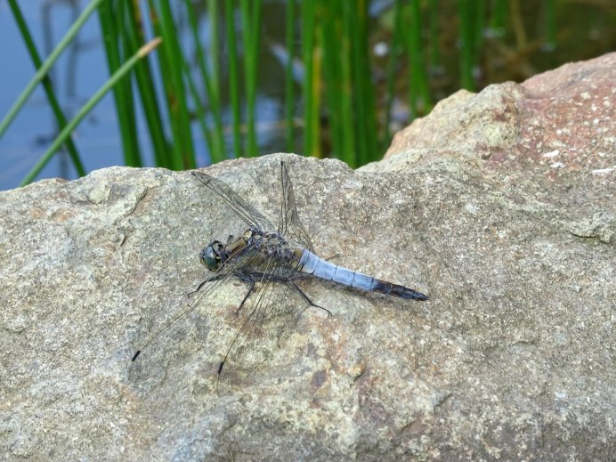 Orthetrum cancellatum