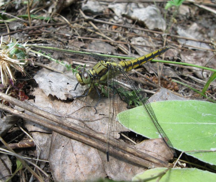 Orthetrum albistylum female