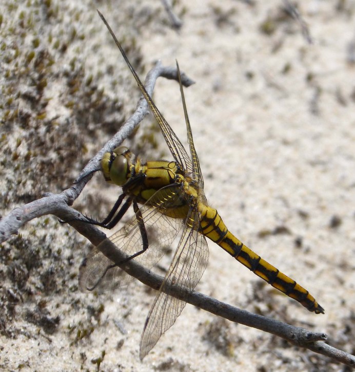 Orthetrum albistylum female