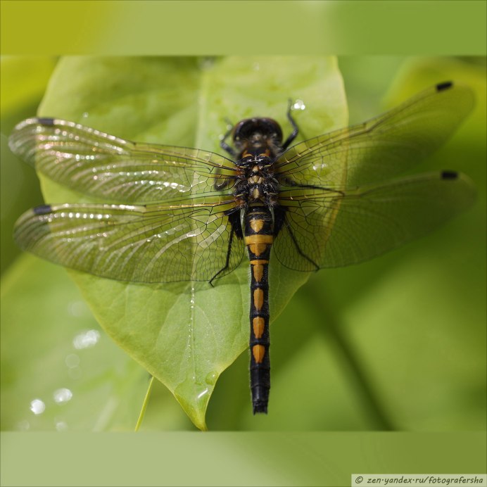 Leucorrhinia orientalis