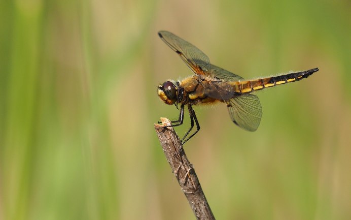 Прямобрюх Белохвостый – (Orthetrum albistylum)