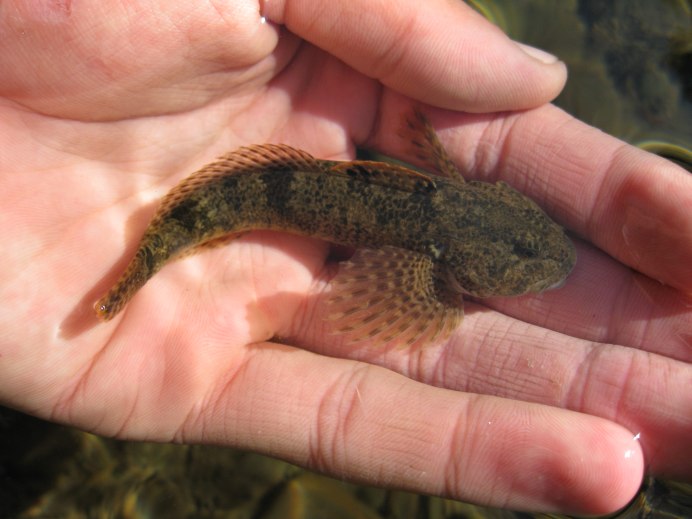Hemitripterus villosus