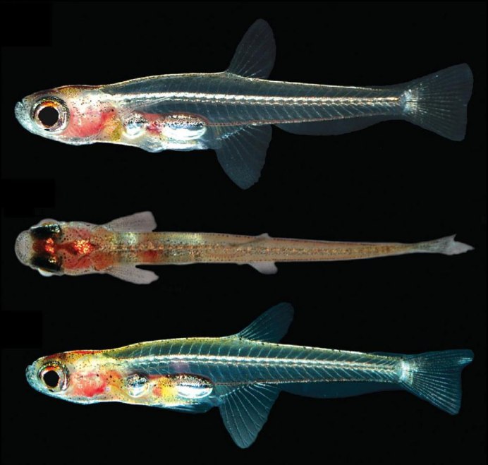 Paedocypris progenetica