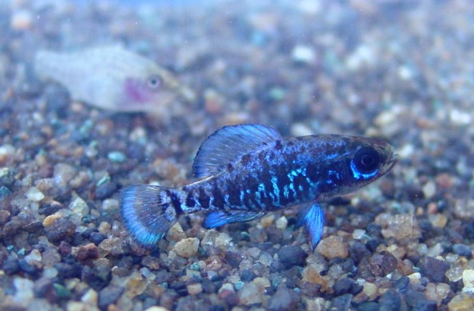 Paedocypris progenetica