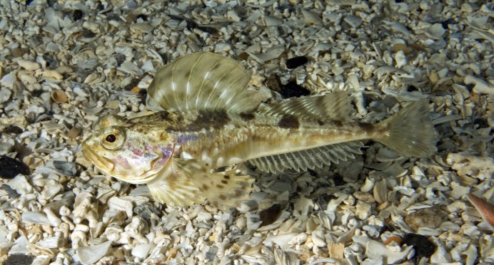 Stigmatogobius sadanundio