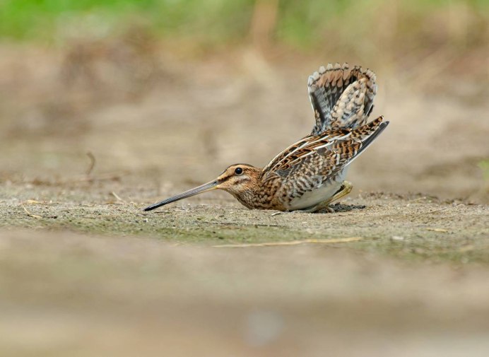 Gallinago stenura