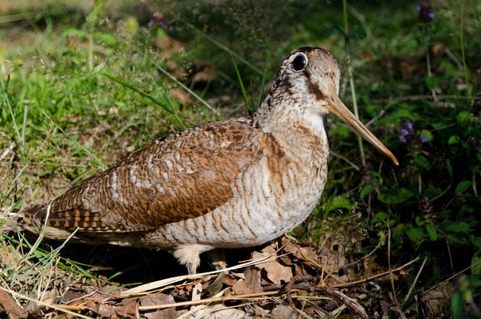Gallinago Gallinago птица