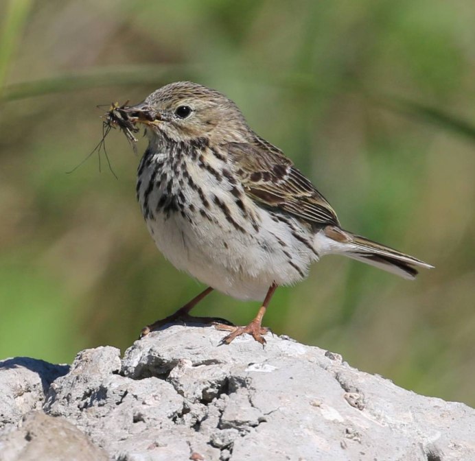 Anthus pratensis