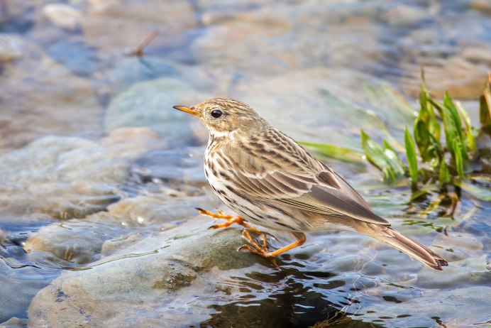 Луговой конек (Anthus pratensis) 237. Краснозобый конек