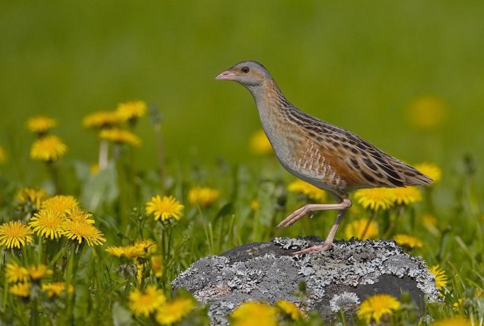 Colinus virginianus