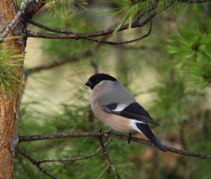 Pyrrhula cineracea