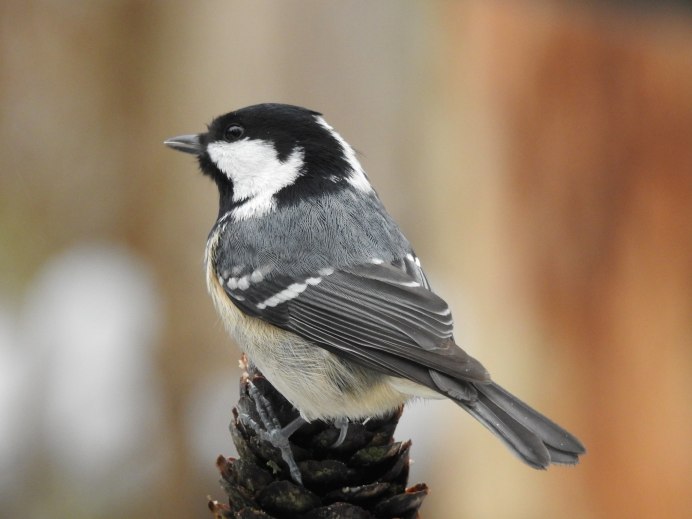 Синица Московка