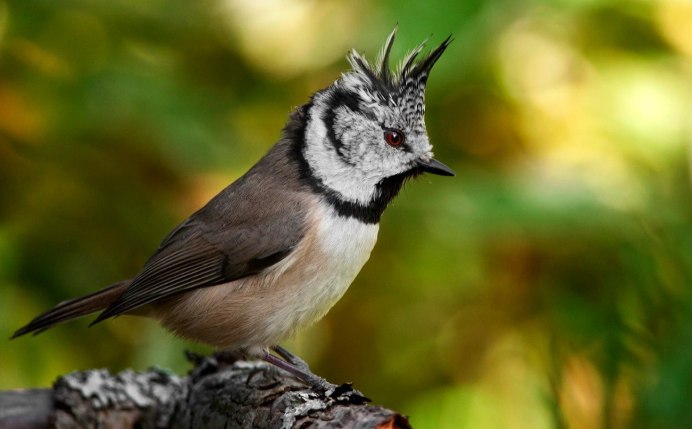 Синичка неврастеничка