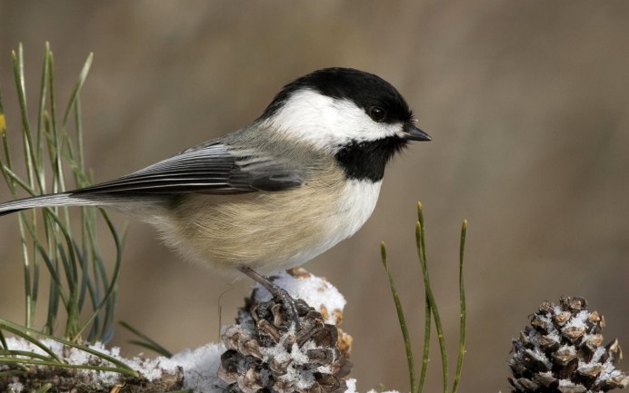 Синица гаичка черноголовая