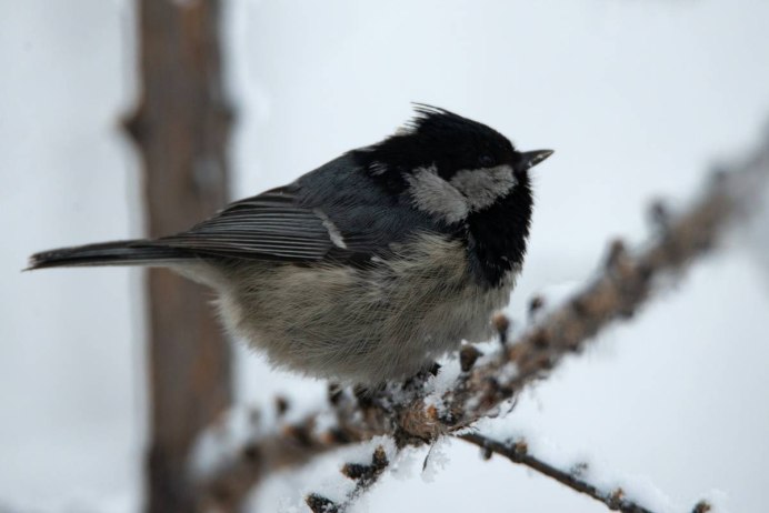 Синица фото для детей дошкольного возраста