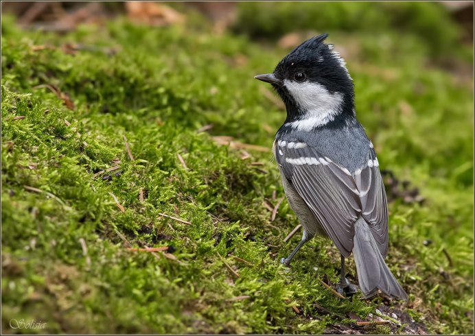 Маленькая птичка с черной головой