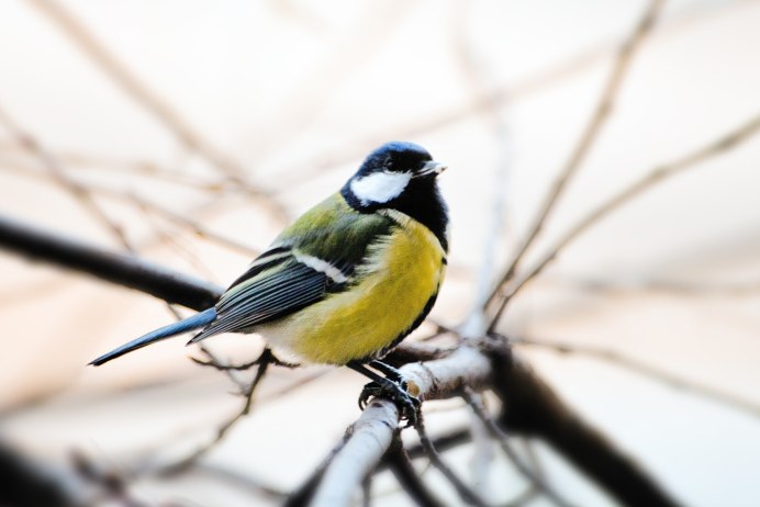 Синиченок синица