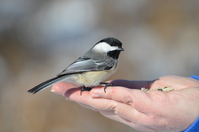 Хохлатая синица