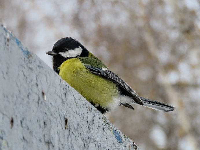 Синичка на белом фоне