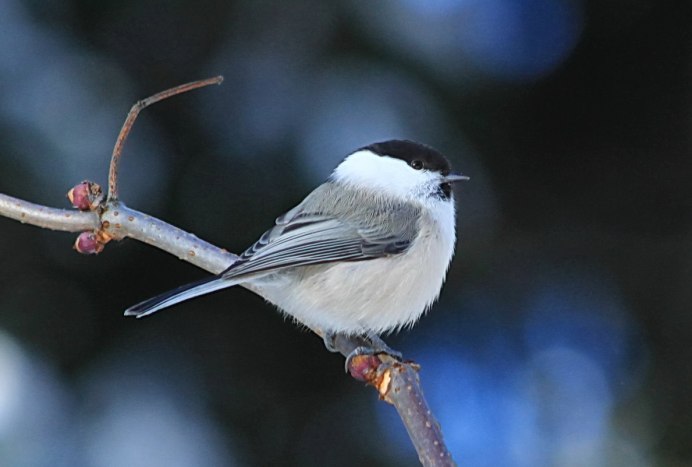 Серая лазоревка птица