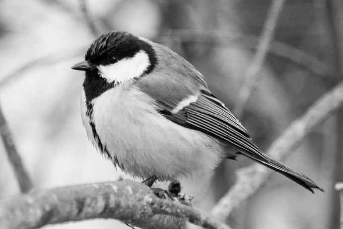 Синичка черно белая
