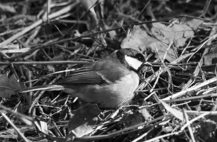 Белая лазоревка (Parus cyanus)
