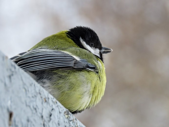 Доброе утро синица