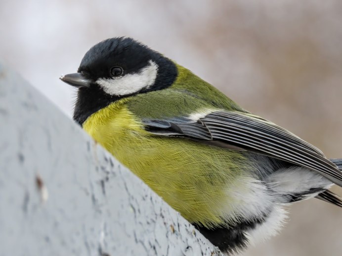 Серая синица