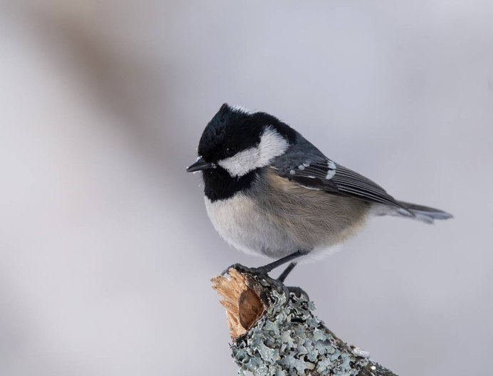 Маленькая синичка лазоревка