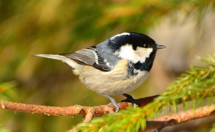 Синица Московка (Parus ater)