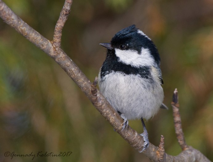 Буроголовая гаичка птица 2017 года