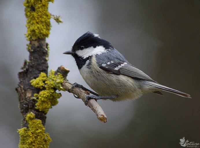 Обои на рабочий стол птицы зимой