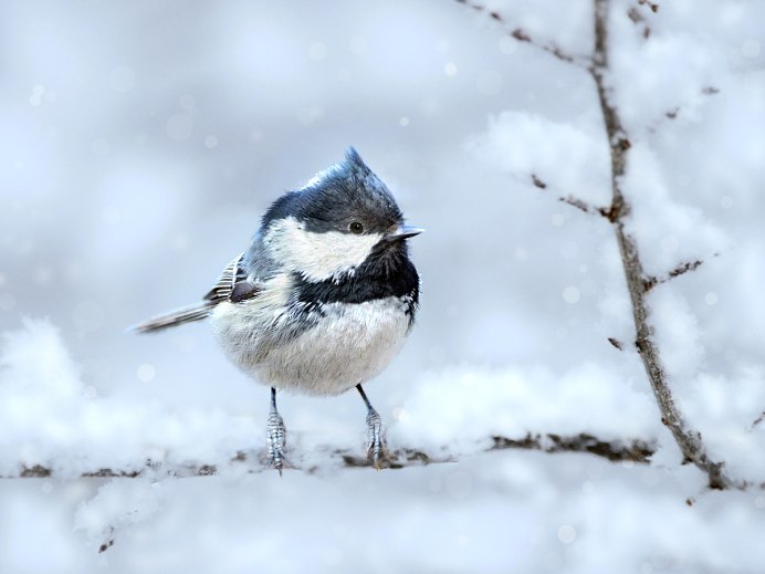 Синица Московка