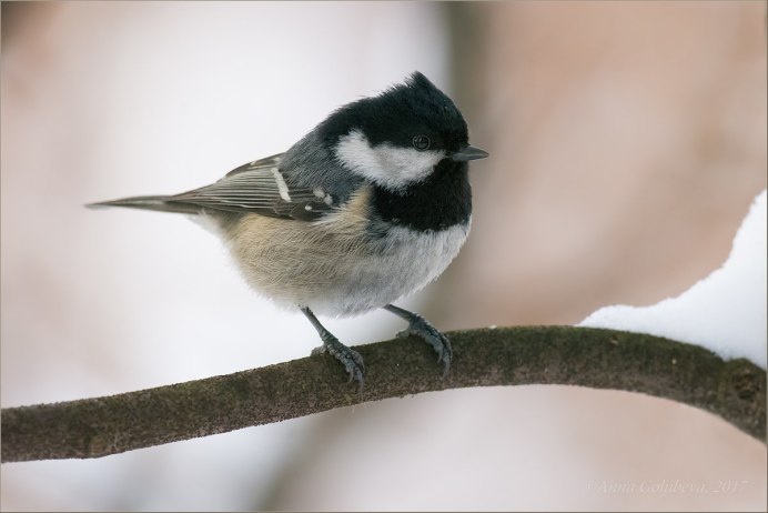 Птица на шиповнике