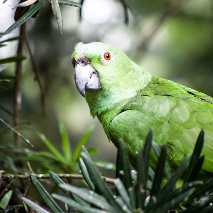 Perico