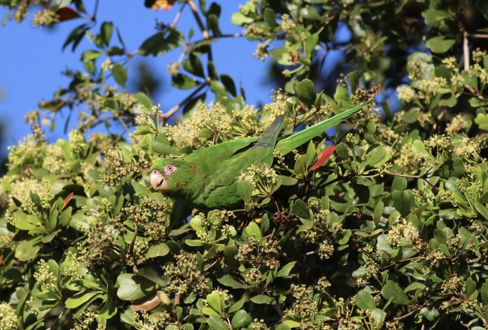Poicephalus Gulielmi