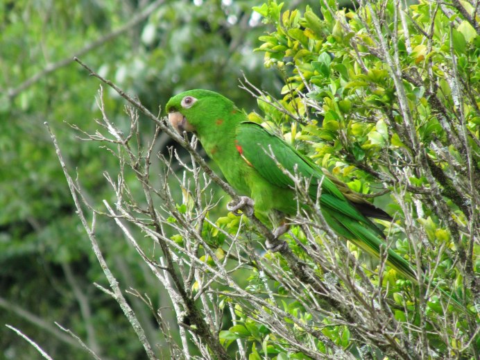 Guacamaya Tricolor попугай