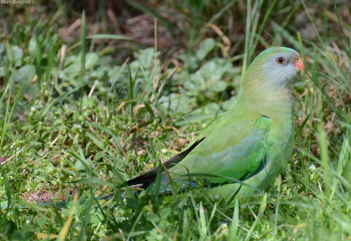 Psittacara leucophthalmus