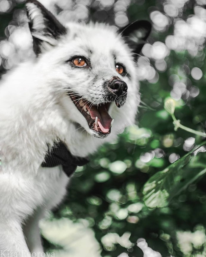 Arctic Fox Blue