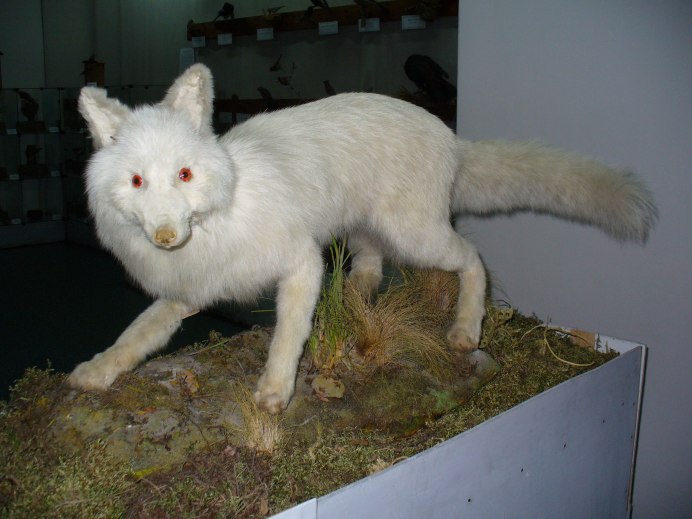Fox альбинос